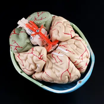 1:1 מידה צבעוני אדם מבוגר הראש מודל עם גזע המוח אנטומיה כלי הלימוד אספקת Dropshipping